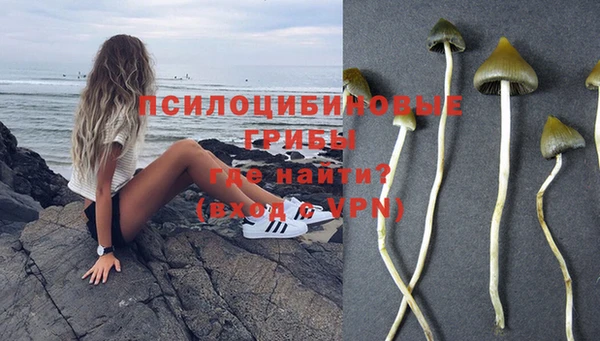 гашик Майский